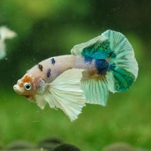 Multicolor/Galaxy Dumbo Koi Plakat -16 weeks Old